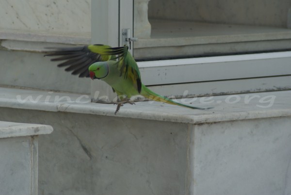 Parakeet at Sonagiri
